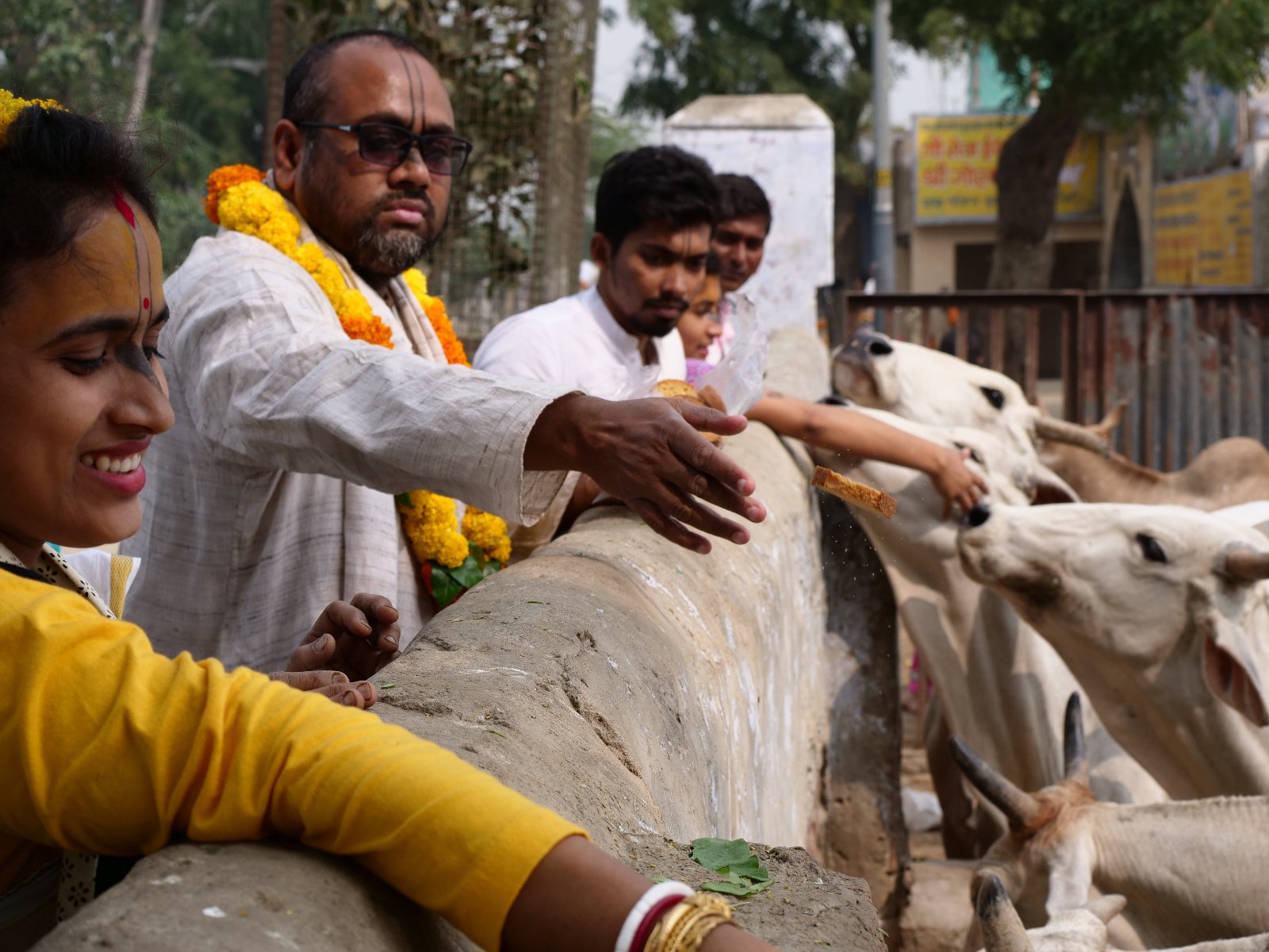  231 Gopashtami Radha kunda Govardhan 19.11.04